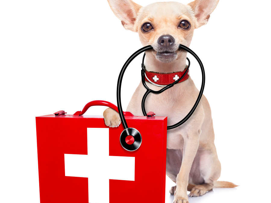 Common Pet Injuries and How To Deal With Them